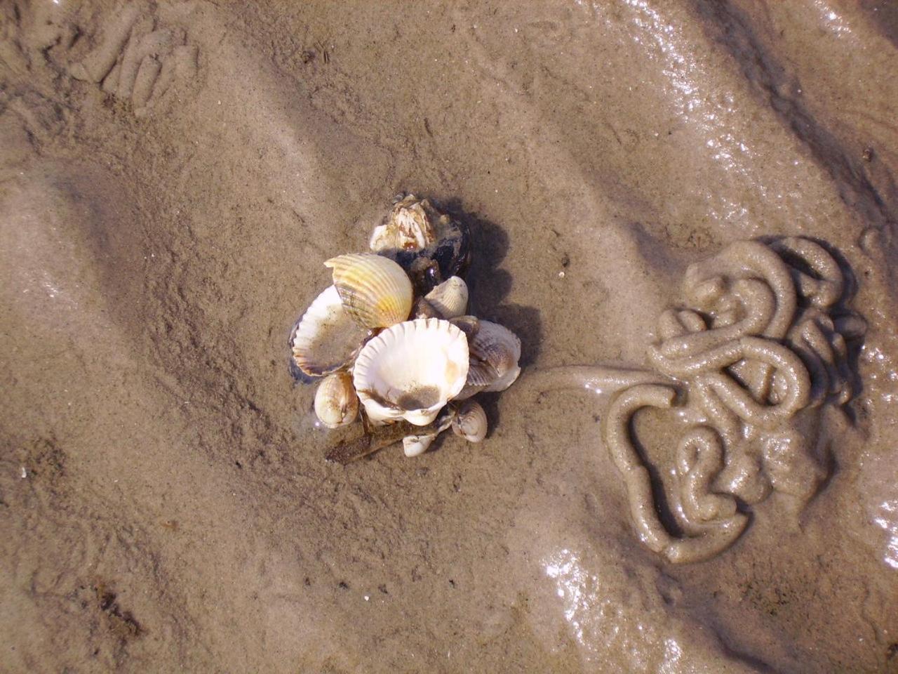Nordsee Lodge Pellworm Dış mekan fotoğraf